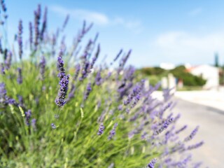 Apartment Sevid Außenaufnahme 11