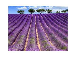 Lavendelfelder in voller Blüte