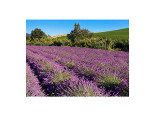 Appartamento per vacanze Livorno Ambiente 26