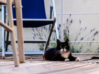 Unsere Gartenkatze