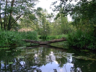 Spreewald - traumhaft schön!