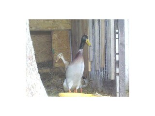 Ferienwohnung Schönau am Königssee Außenaufnahme 10