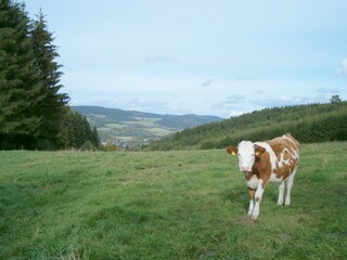 Vakantieappartement Bad Berleburg Omgeving 29