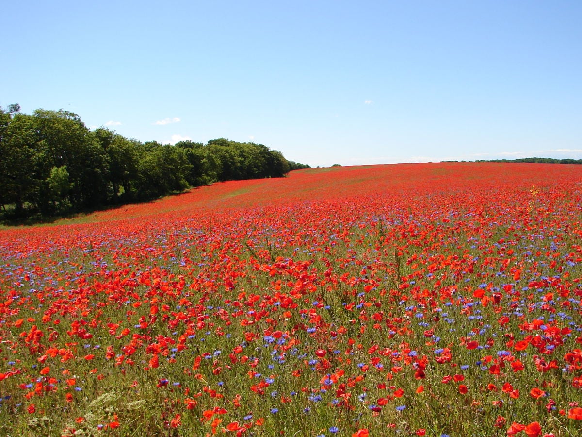 Mohnblüte im Juni