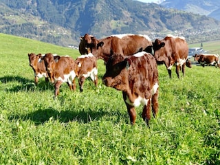 Cottage Kaprun Environment 25