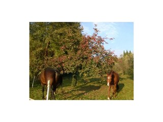 Ferienwohnung Toscolano-Maderno Außenaufnahme 25