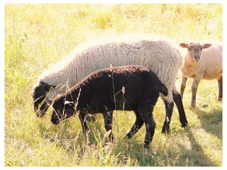 Ferienwohnung Groß Zicker Außenaufnahme 23