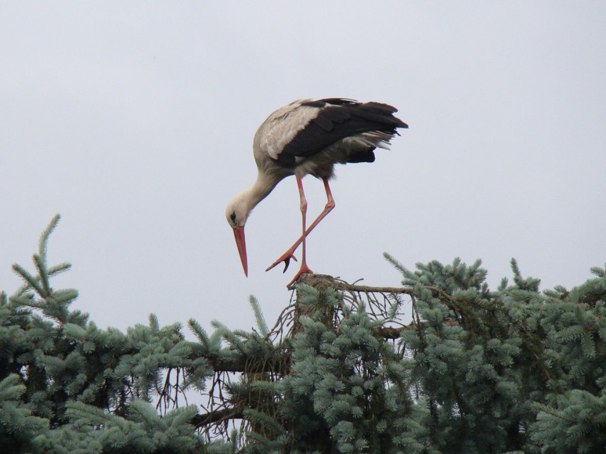 Apartment BluGarden "Feuer & Flamme" - Environment photo 20