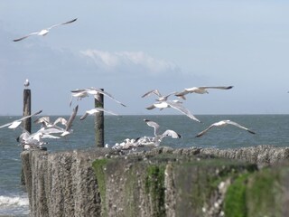 Vakantiehuis Vlissingen Omgeving 30