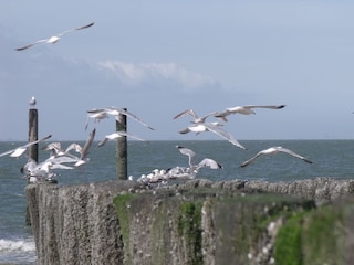 Bungalow Vlissingen Omgeving 24