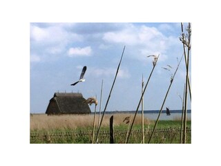 Ferienwohnung Zingst Außenaufnahme 21