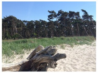 Ferienwohnung Zingst Außenaufnahme 22