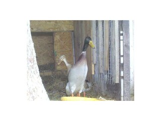 Ferienwohnung Schönau am Königssee Außenaufnahme 12