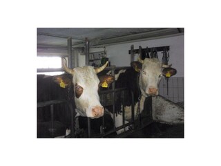 Ferienwohnung Schönau am Königssee Außenaufnahme 14