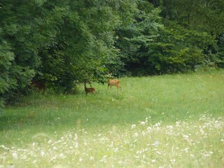 Appartamento per vacanze Ludmannsdorf Ambiente 15