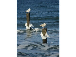 Ferienwohnung Graal-Müritz Außenaufnahme 34