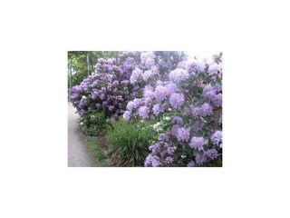 Ferienwohnung Graal-Müritz Außenaufnahme 37