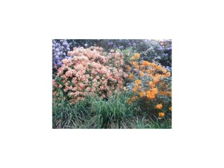 Ferienwohnung Graal-Müritz Außenaufnahme 38