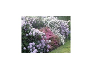 Ferienwohnung Graal-Müritz Außenaufnahme 39