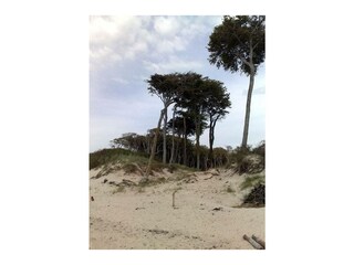 Ferienwohnung Prerow Außenaufnahme 11