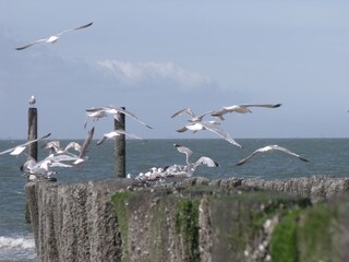 Vakantieappartement Dishoek Omgeving 19