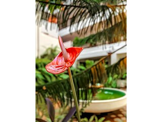 Ferienwohnung Puerto de la Cruz Außenaufnahme 24