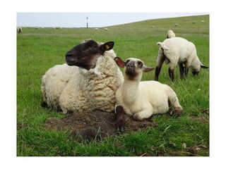 Ferienwohnung Otterndorf Außenaufnahme 17