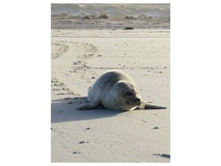 Ferienwohnung Nebel Außenaufnahme 19