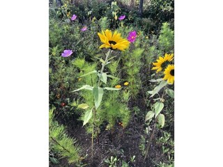 Ferienwohnung Boltenhagen Außenaufnahme 21