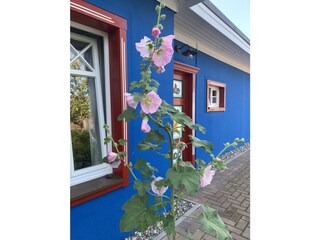 Apartamento de vacaciones Zingst Grabación al aire libre 4