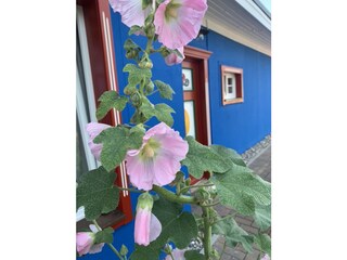 Apartamento de vacaciones Zingst Grabación al aire libre 5