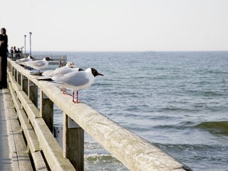 Apartamento de vacaciones Zingst Entorno 19