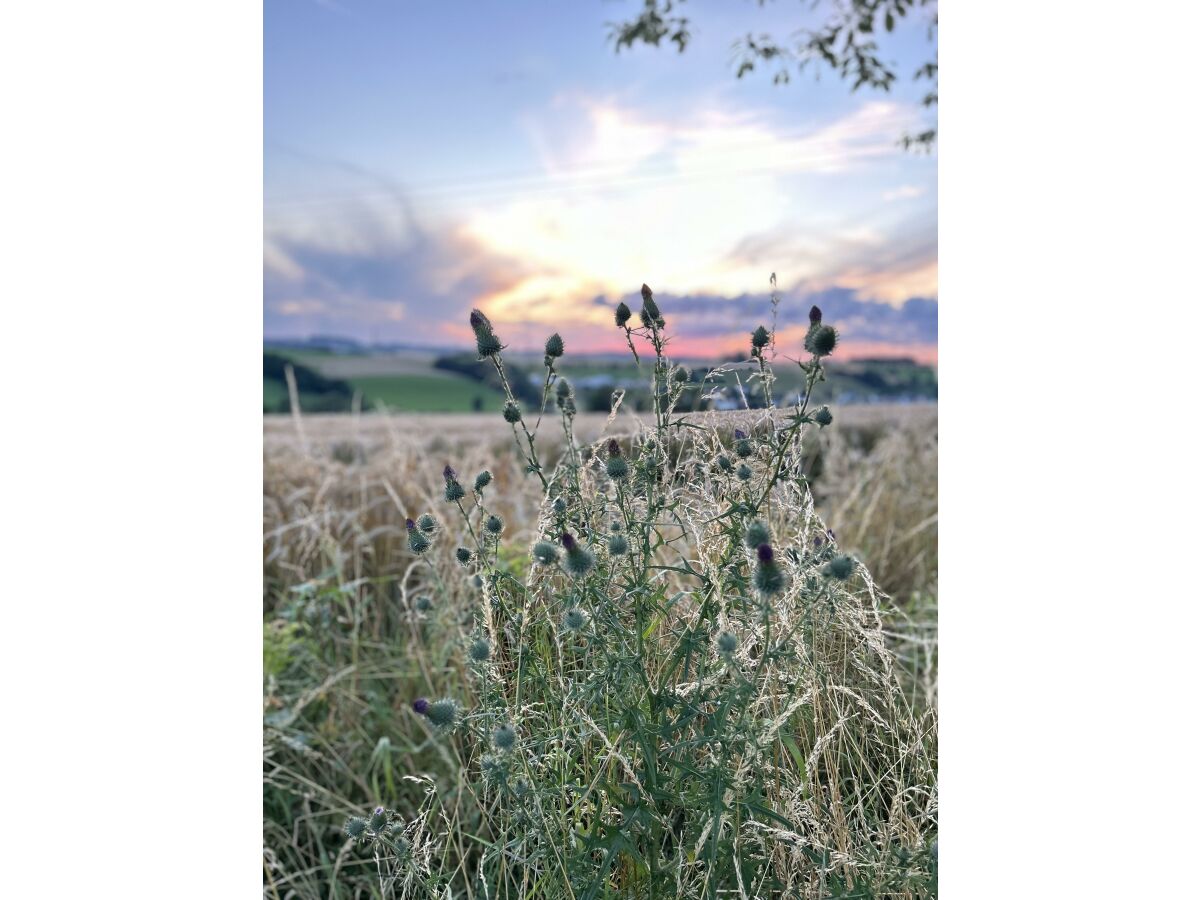 Wanderweg bei Bickendorf