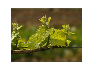 Weinrebe-Jungaustrieb