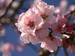 Mandelblüte