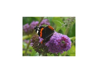 Ferienwohnung Rerik Außenaufnahme 15