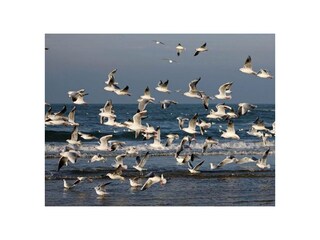 Ferienwohnung Egmond aan Zee Außenaufnahme 40