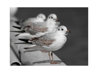 Ferienwohnung Otterndorf Außenaufnahme 13