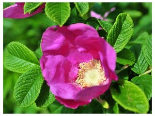 Ferienwohnung Munkmarsch Außenaufnahme 12
