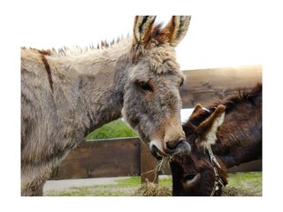 Ferienwohnung Schwienkuhl Außenaufnahme 16