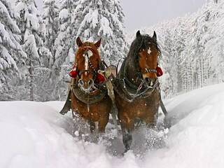 Appartamento per vacanze Neukirchen am Großvenediger Ambiente 19