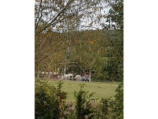 Ferienwohnung Hasselfelde Außenaufnahme 24