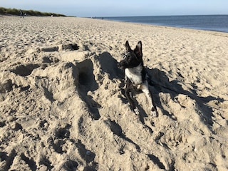 Strandausflüge mit dem Vierbeiner