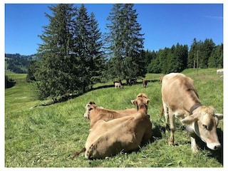 Ferienwohnung Lechbruck am See Außenaufnahme 17