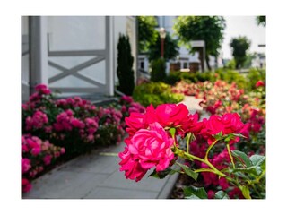 Ferienwohnung Binz Außenaufnahme 19