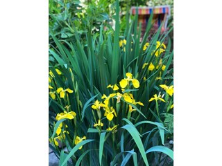 Ferienwohnung St. Peter-Ording Außenaufnahme 12