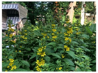 Ferienwohnung St. Peter-Ording Außenaufnahme 13