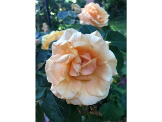 Ferienwohnung St. Peter-Ording Außenaufnahme 16