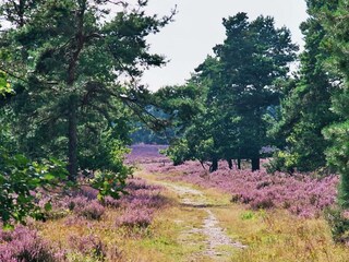 Die Lüneburger Heide