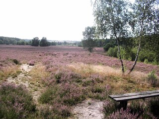 Heideblüte